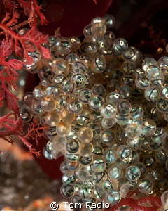 Greenling Eggs
Seattle, WA, U.S.A. by Tom Radio 